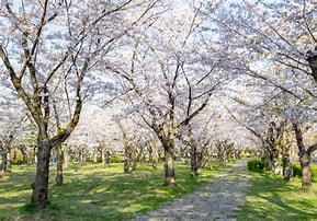 桜が咲く平和公園の風景